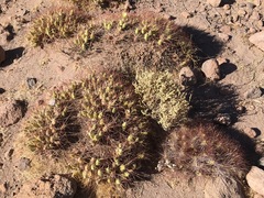 Maihueniopsis camachoi