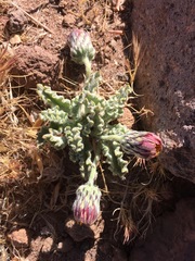 Trichocline caulescens