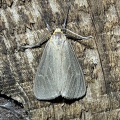 Pagara simplex