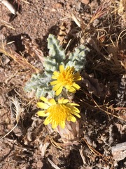 Trichocline caulescens