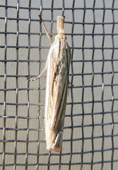 Crambus laqueatellus