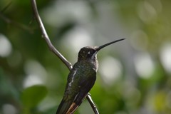 Heliomaster squamosus