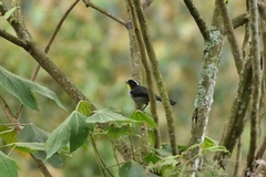 Atlapetes albinucha