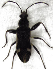 Horridipamera robusta