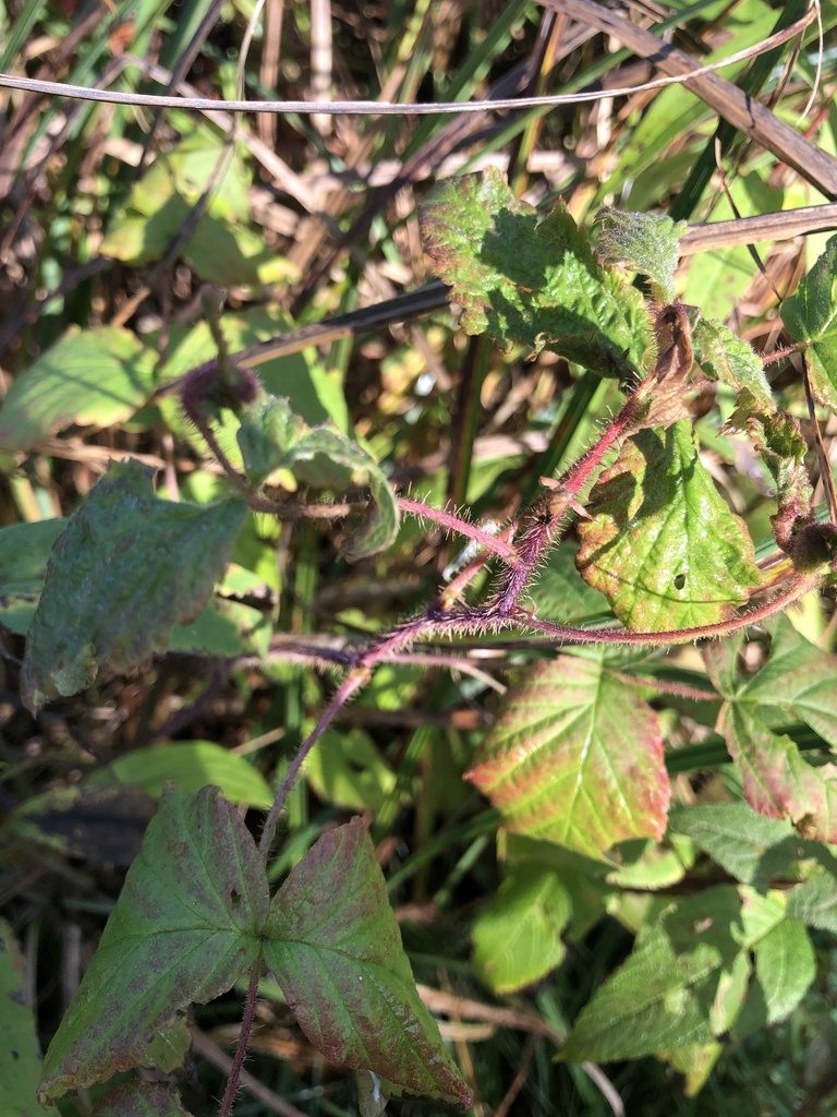 American red raspberry from Matthaei Botanical Gardens, Ann Arbor, MI ...