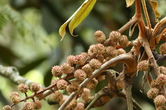 Sciodaphyllum trianae