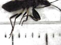 Horridipamera robusta