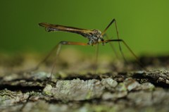 Prionolabis rufibasis