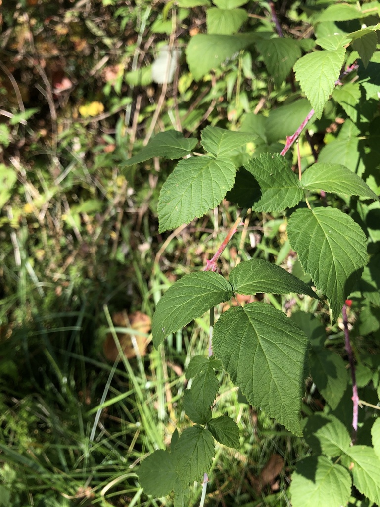 black raspberry from Matthaei Botanical Gardens, Ann Arbor, MI, US on ...