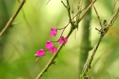 Comparettia falcata
