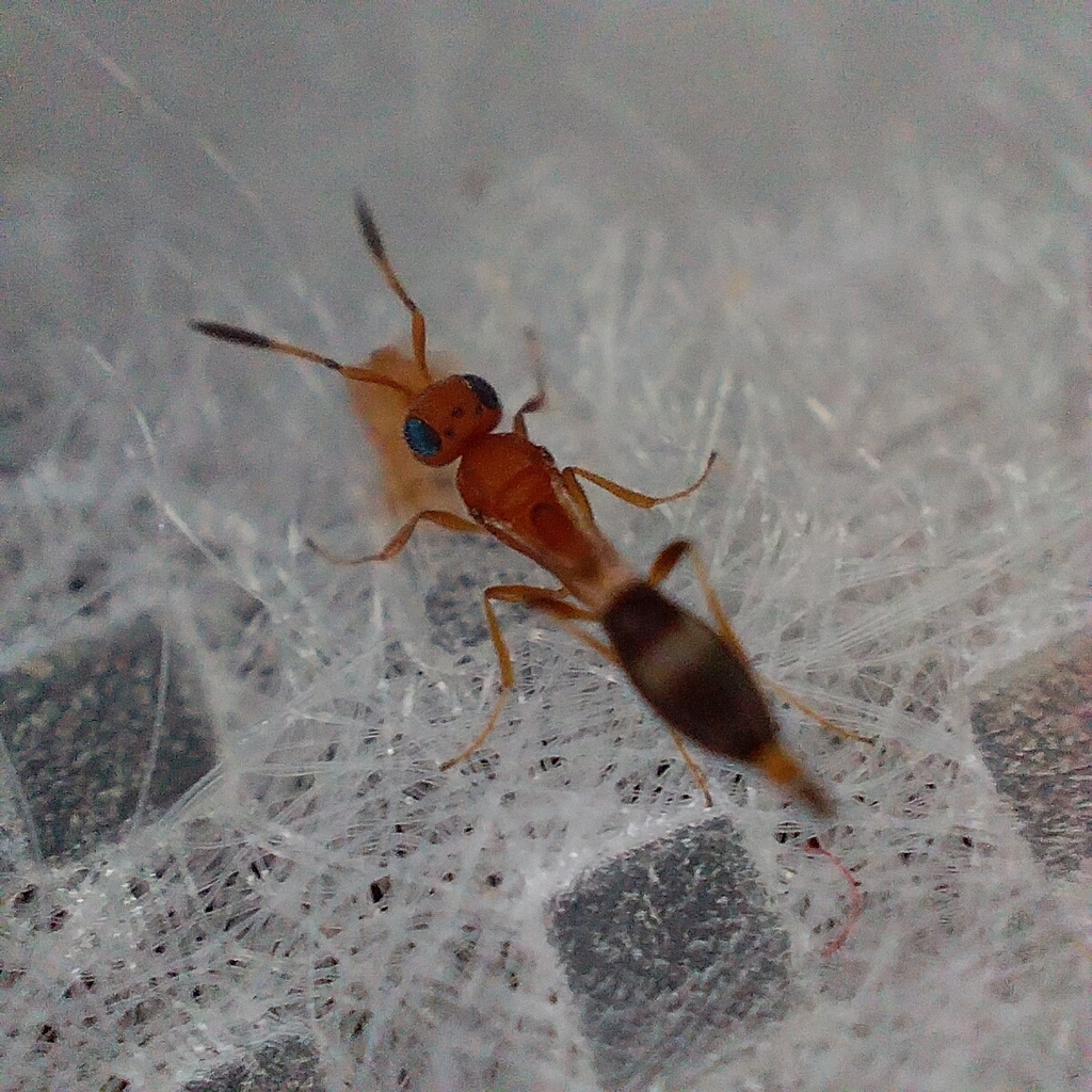 Parasitoid wasp