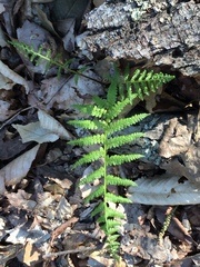 Athyrium asplenioides