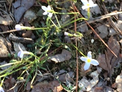 Houstonia caerulea