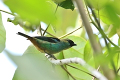 Tangara labradorides