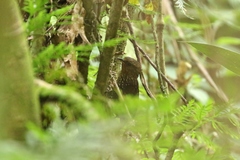 Premnoplex brunnescens