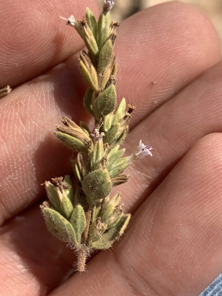 Pentapleura
