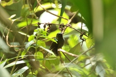 Haplophaedia aureliae