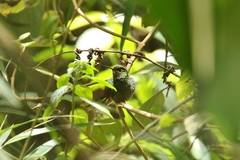 Haplophaedia aureliae