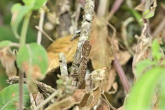 Anolis mariarum
