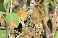 Anolis mariarum
