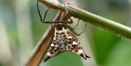 Micrathena lucasi
