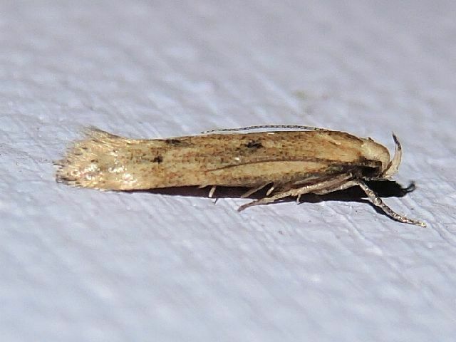 Angoumois Grain Moth in October 2023 by privatenoaccess · iNaturalist