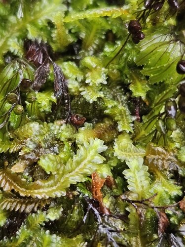 Image of Saccogyna viticulosa by (c) Helen Waterman, some rights reserved (CC BY)
