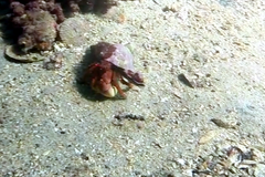 Paguristes frontalis