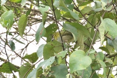 Cyclarhis nigrirostris