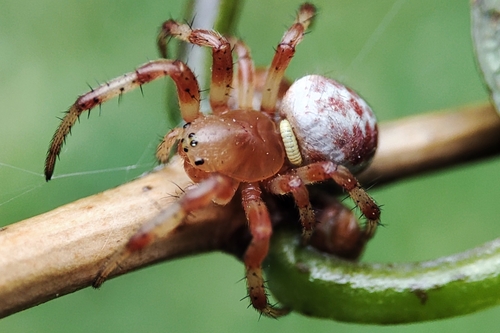 Six-spotted Orbweaver, 65-536 Zielona Góra, Poland, photo 7 of 10