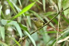 Basileuterus tristriatus