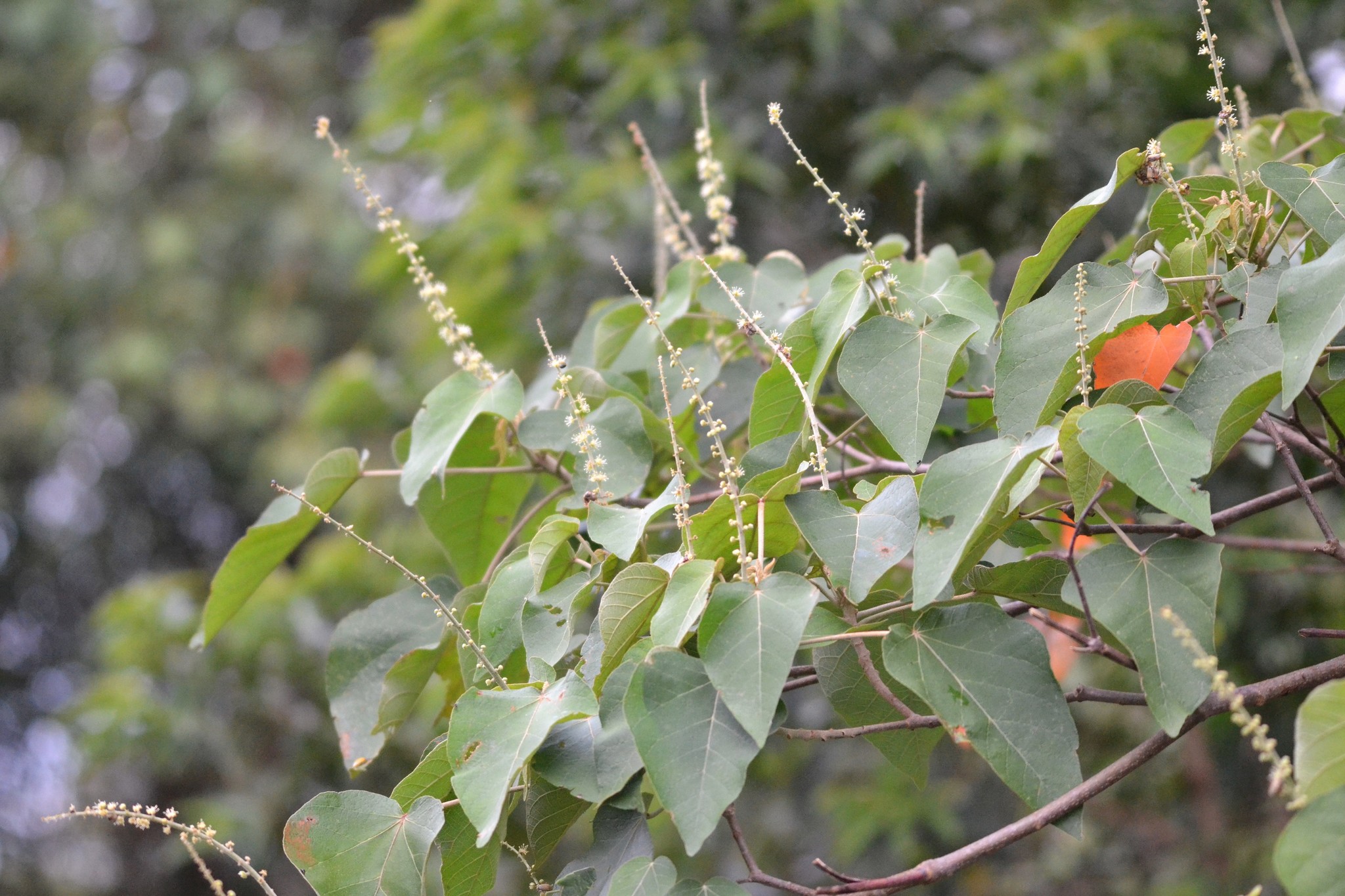 Croton urucurana