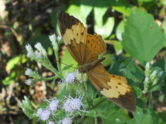 Cupha erymanthis maja