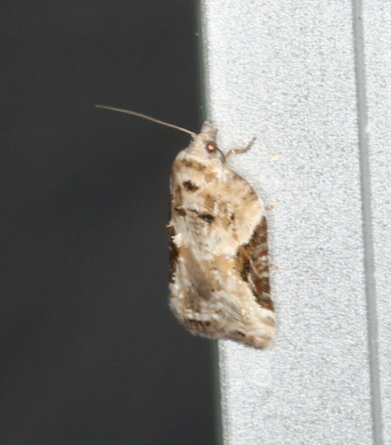 Forbes Acleris Moth from Parc régionale de la rivière Métis on October 5 2023 at 07 10 PM by