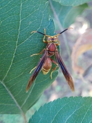 Polistes cavapyta