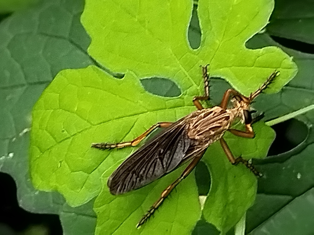 Dark-winged Hanging Thief