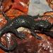 Alpine Salamander - Photo (c) Joost ., some rights reserved (CC BY-NC), uploaded by Joost .