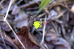 Tithymalus