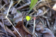 Tithymalus