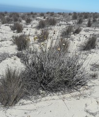 Plectocephalus gayanus