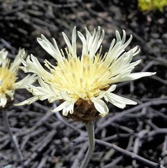 Plectocephalus gayanus