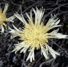 Plectocephalus gayanus