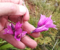 Dierama robustum
