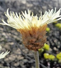 Plectocephalus gayanus