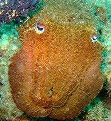 Sepia latimanus