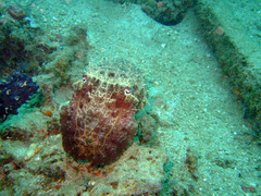 Sepia latimanus