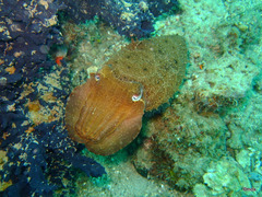 Sepia latimanus
