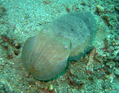 Sepia latimanus