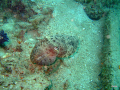 Sepia latimanus