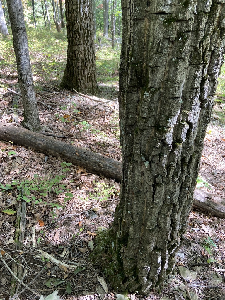 vascular plants from Vinegar Hill Rd, Pine Bush, NY, US on October 5, 2023 at 0121 PM by